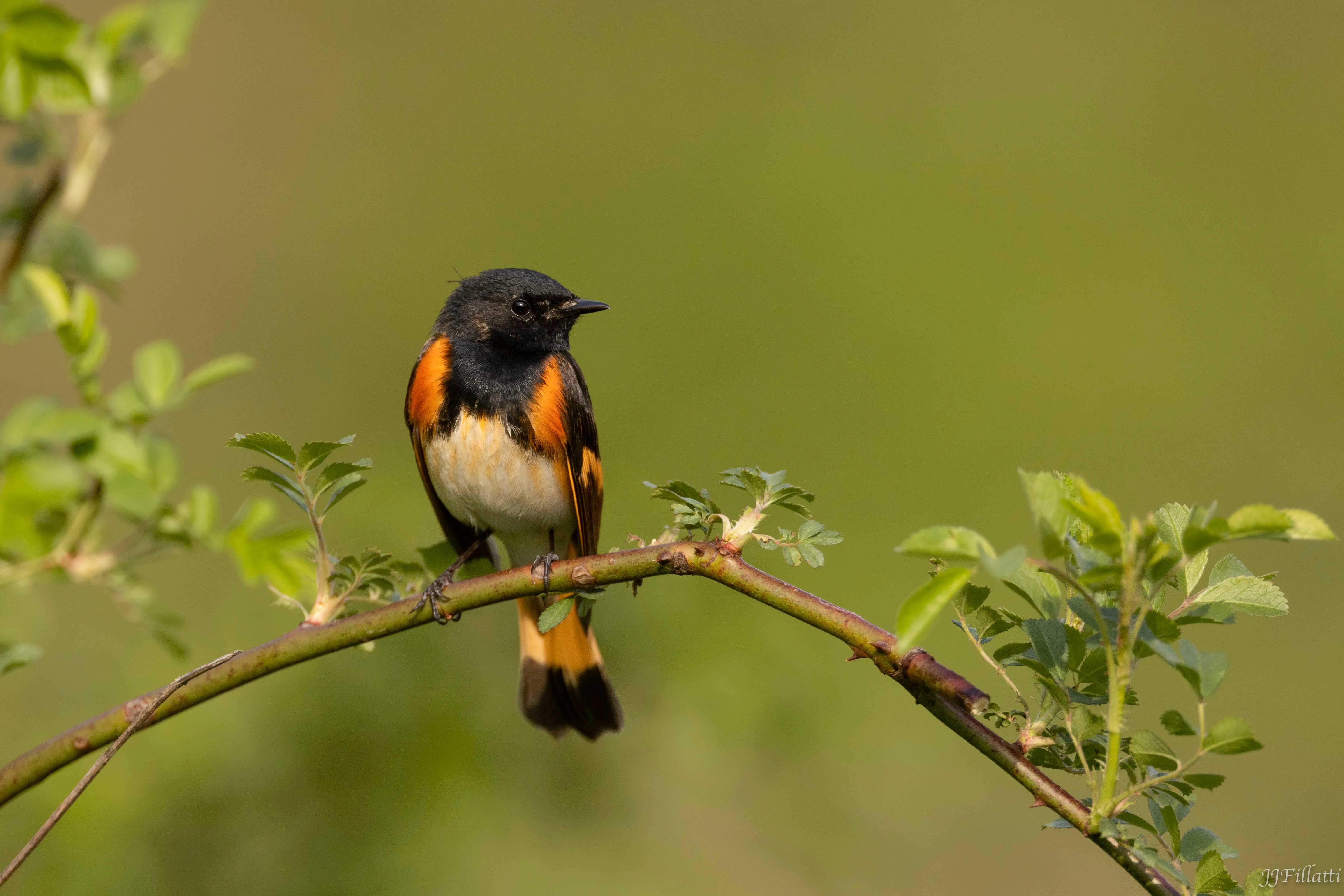 bird of Ohio image 6